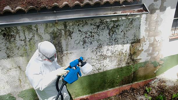 Top rated local Mold Removal specialists in Henderson, TN